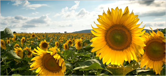 Sunflower radiation absorption project grows around Fukushima.