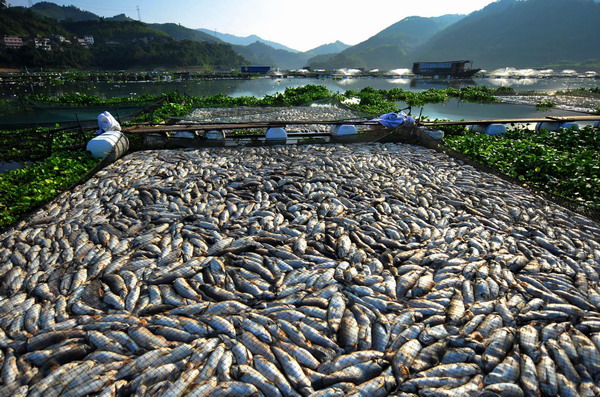 Mass fish death in E China county, cause unknown