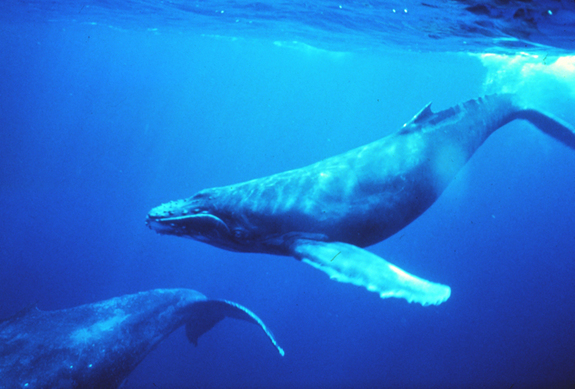 Bermuda Triangle to become humpback whale sanctuary