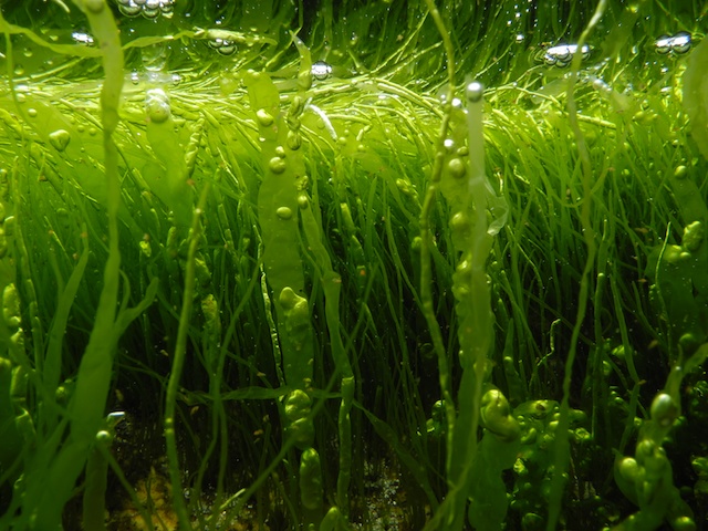 Seaweed moves south as ocean warms