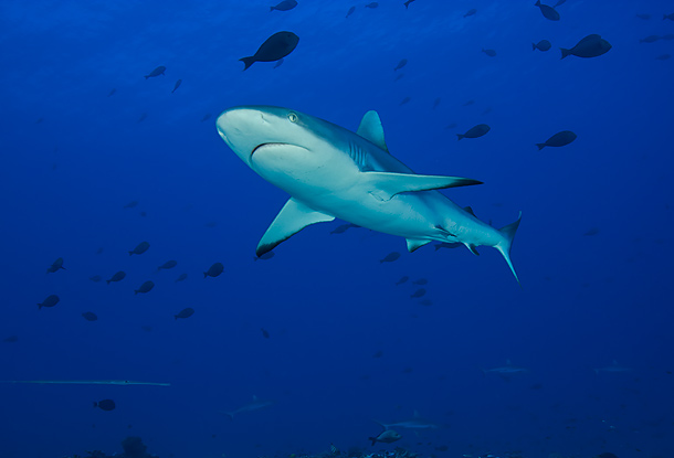 New analysis confirms sharks are in trouble