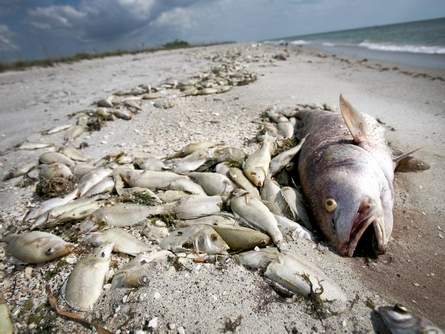 Thousands of dead fish washed ashore on Sarasota County, Florida