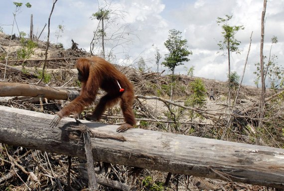 Papua New Guinea deforestation at critical level