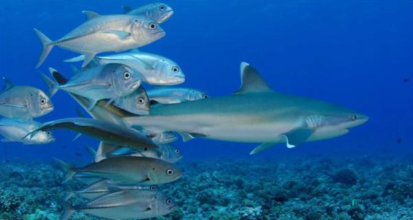 World’s largest shark sanctuary declared at Marshall islands