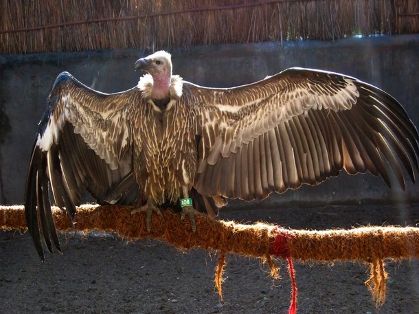 Vultures dying at alarming rate