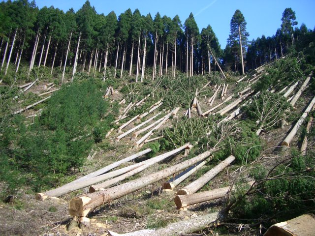 Impact of deforestation on global warming varies with latitude