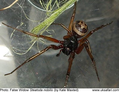 Concerned UK citizen warns: false black widow spiders are everywhere