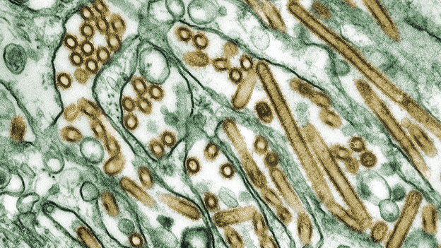Bird flu virus can be modified into bioweapon?