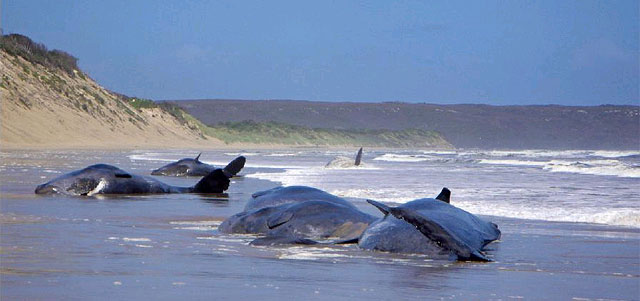 Stranded whales seen on Tasmanian beach