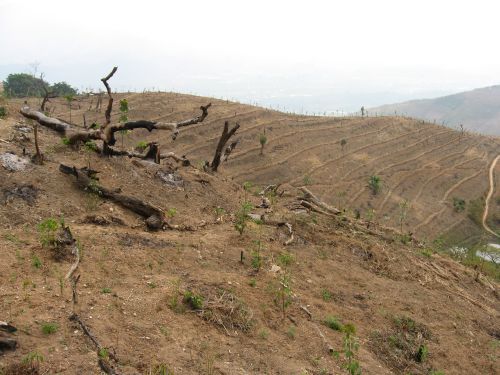 Deforestation and food crisis threatens Myanmar
