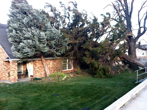 Santa Ana winds damage