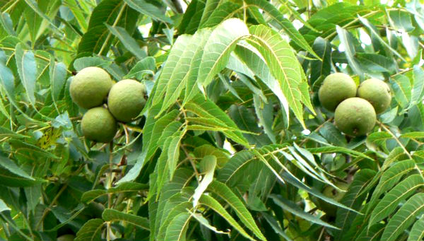 extreme-weather-events-fatal-for-walnut-trees