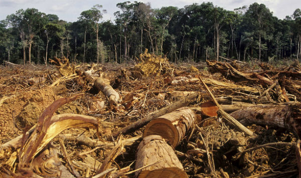 New FAO deforestation survey: Planet lost 10 hectares of forest per minute over 15-year period