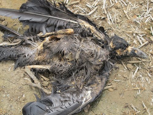 Crow deaths in India