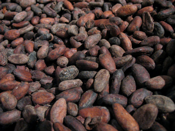 70% of world’s raw chocolate soon to be genetically modified