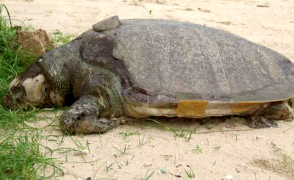 Green sea turtles washed up on B.C. beaches