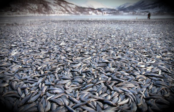 Mass fish die-off reported at Kvaenes beach, Norway