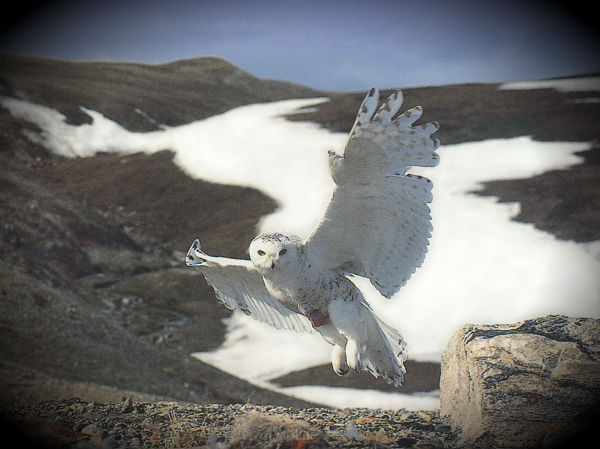 Mass migration of snowy owls from the Arctic