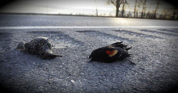 Mass bird death in Arkansas again