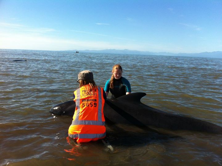 99-long-finned-pilot-whales-stranded-on-farewell-spit-in-golday-bay-new-zealand