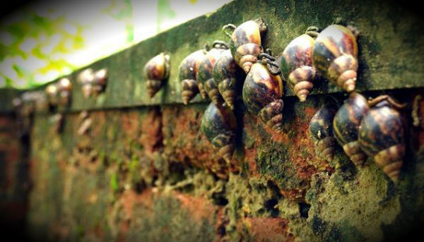 The invasion of African giant snails in Florida, US
