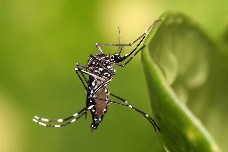 genetically-modified-mosquitoes-may-soon-be-released-in-florida