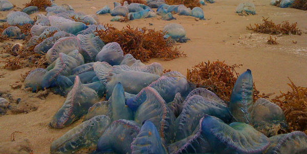 thousands-of-portuguese-man-of-war-wash-up-on-south-padre-island-texas