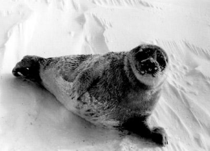 Mysterious sickness that killed Alaskan seals and walrus appears to be spreading