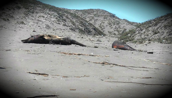 dolphins-dying-by-the-thousands-in-peru