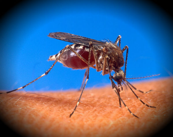 dengue-numbers-in-sri-lanka-triple-in-first-quarter-of-2012