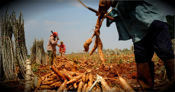 Southeast Asia’s cassava industry at high risk due to climate change