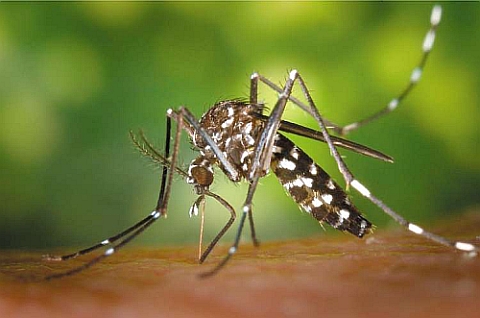 Climate in NW Europe and Balkans is becoming suitable for disease-spreading Asian tiger mosquito