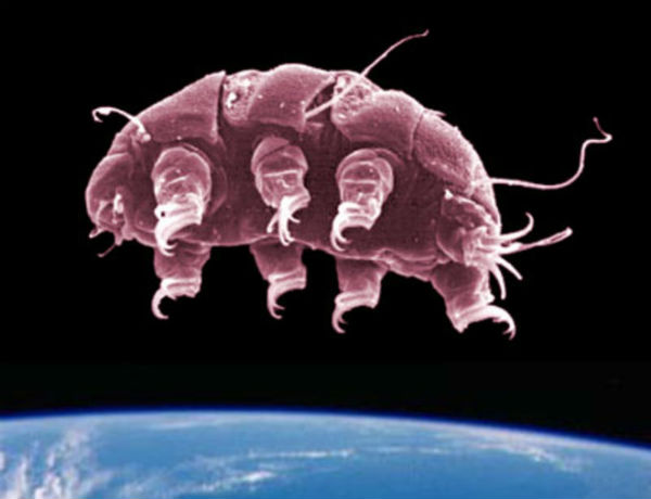 ISS threatened by mutant space microbes