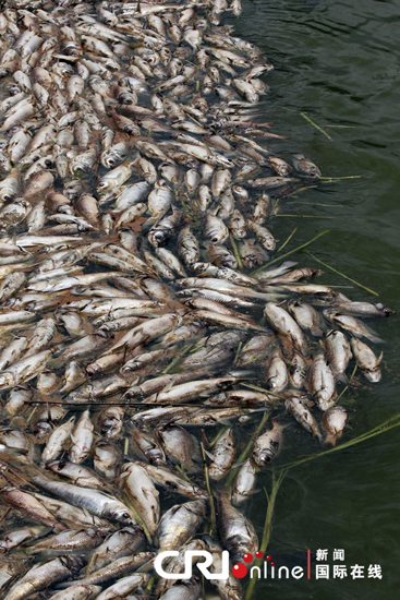 50-000-fish-found-dead-in-pond-near-shenzhen-china