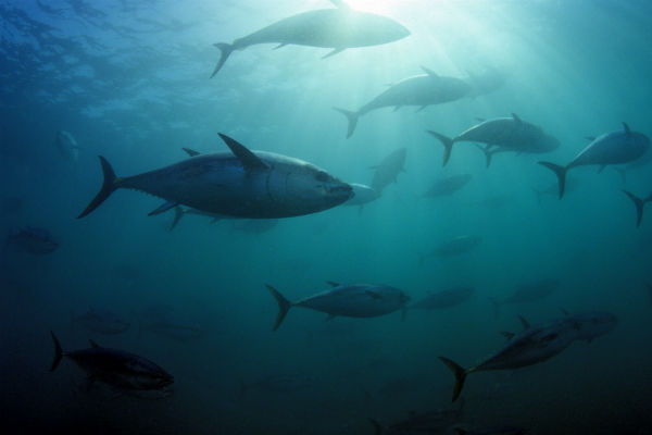 tuna-in-us-found-with-elevated-radiation-levels-from-fukushima