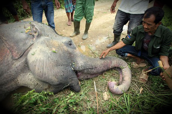 sumatran-elephant-found-poisoned-by-humans-in-indonesia