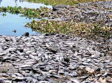 Thousands of Mozambique Tilapia fish found dead on the river banks at Hatvalan, India