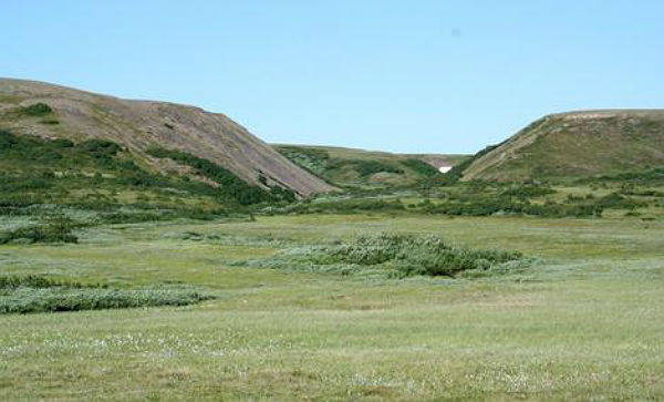 global-warming-turns-tundra-into-forests