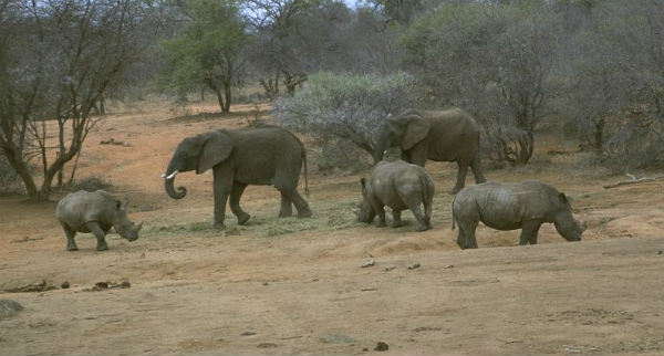 the-absence-of-elephants-and-rhinoceroses-threatens-biodiversity-in-tropical-forests