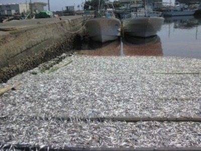 Tons of dead sardines washed up at the fishing port of Ohara, Japan