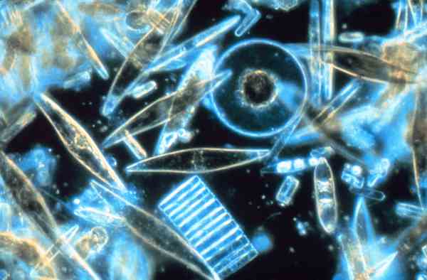 Tropical plankton invades Arctic waters