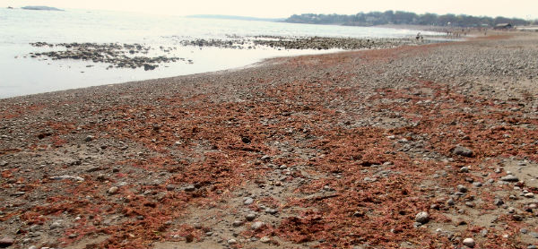 Stinky red seaweed invades New England beaches in US