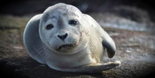 Mutated flu virus is killing New England harbor seals