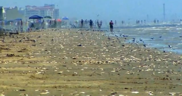 Thousands of dead fish washing up on beaches of Texas