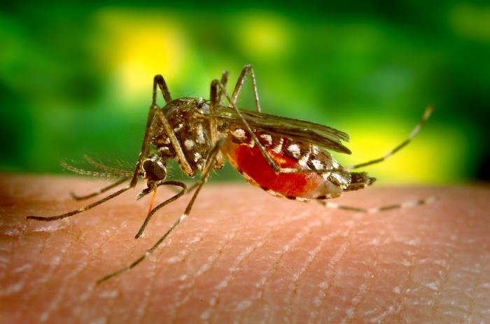 Largest outbreak of West Nile virus in United States
