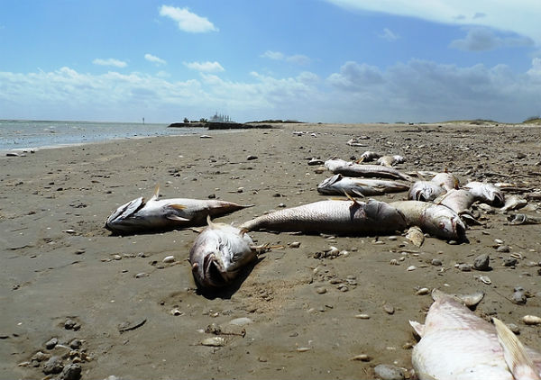 Massive fish kill in Myrtle Beach in South Carolina and Galveston Bay in Texas