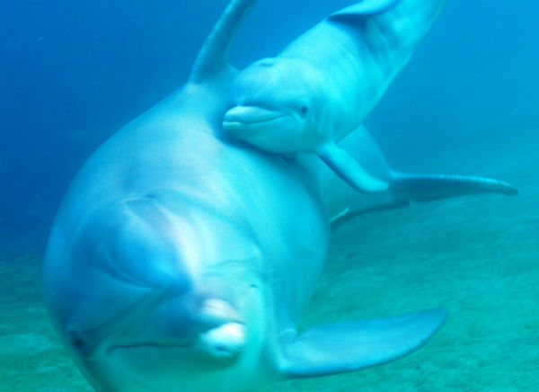 Dolphin birth video