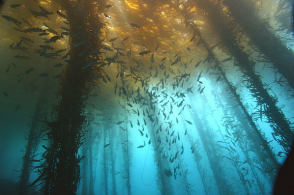 Underwater forest off the coast of Alabama
