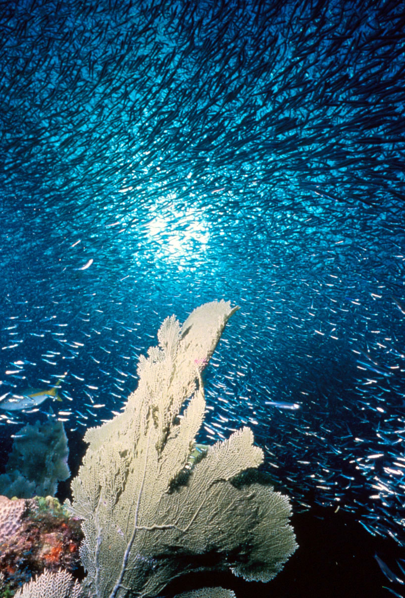 ocean-acidification-research-12-million-grant
