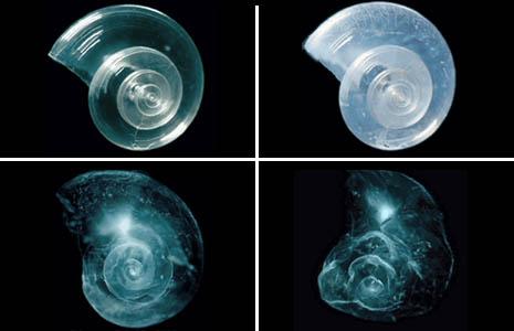 NSF's analysis of ocean acidification impact on shells